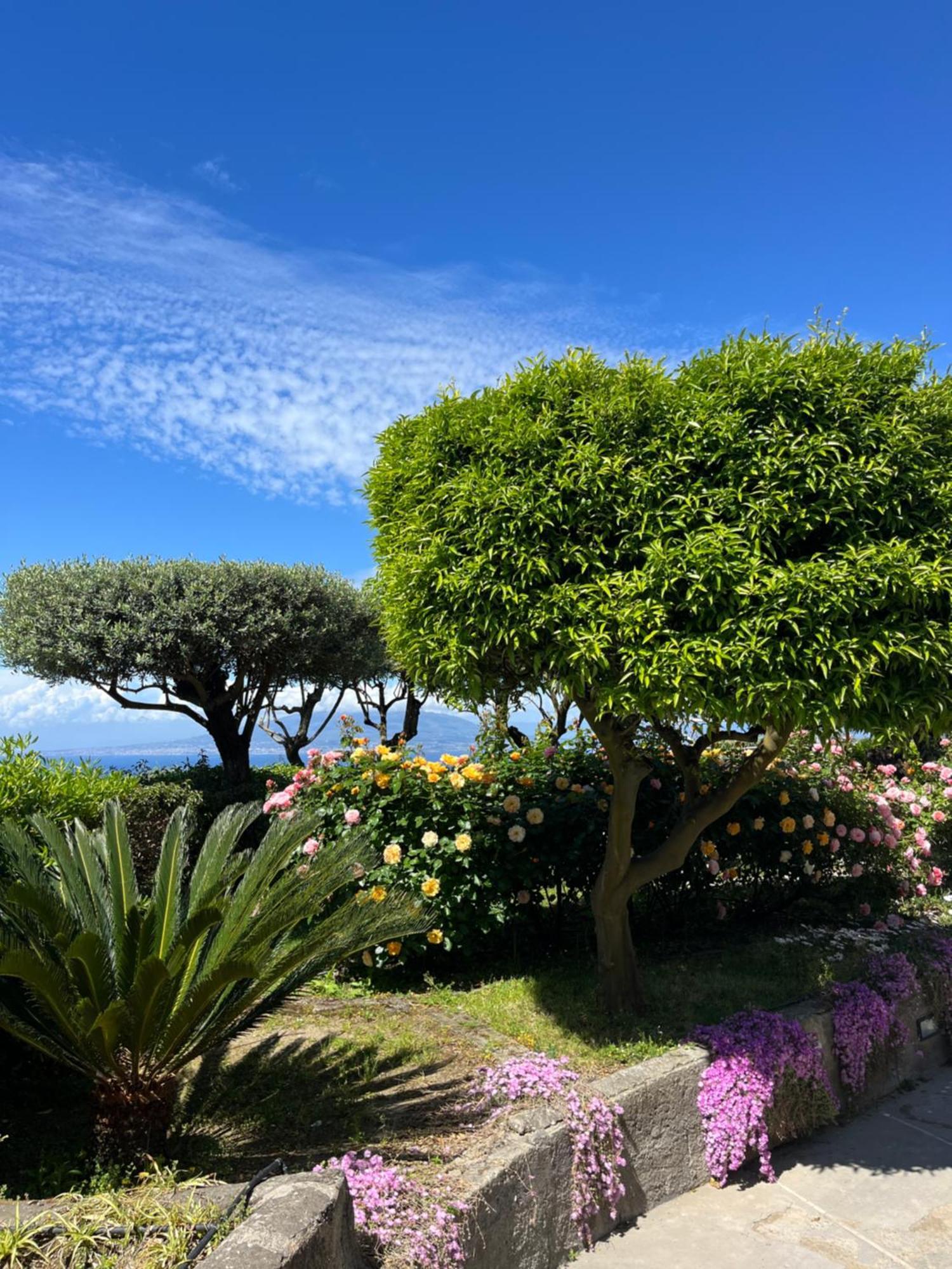 Готель Sorrento Garden Екстер'єр фото