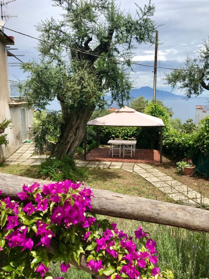 Готель Sorrento Garden Екстер'єр фото